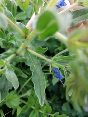 Echium plantagineum