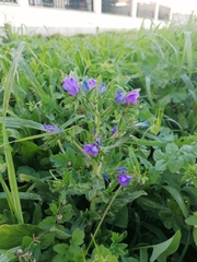 Echium plantagineum