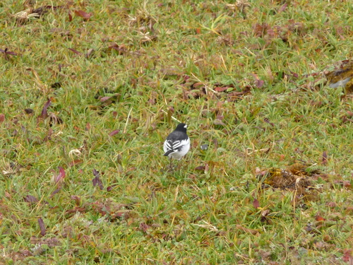 Chinese White Wagtail