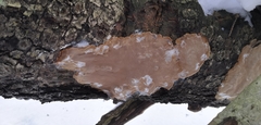 Phellinus laevigatus