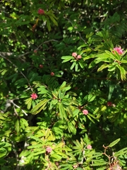 Calliandra selloi
