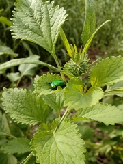 Calomacraspis splendens
