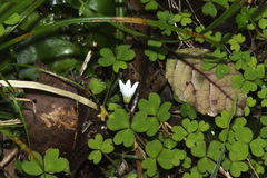 Oxalis magellanica