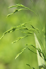 Poa remota