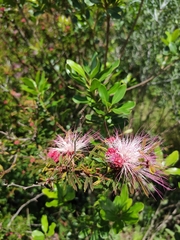 Calliandra selloi