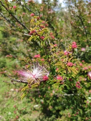 Calliandra selloi