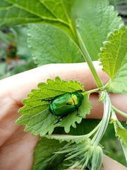 Calomacraspis splendens