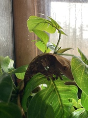 Correlophus