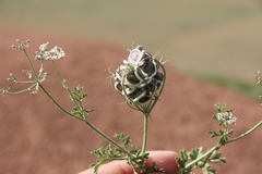 Tordylium