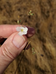 Leptosiphon liniflorus