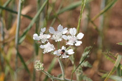 Lisaea strigosa