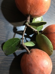 Salacia kraussii