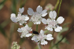 Lisaea strigosa