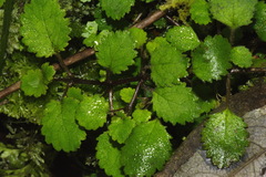 Jovellana repens