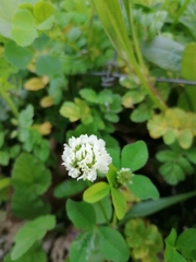 Trifolium nigrescens