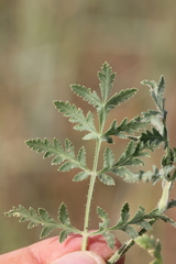 Lisaea strigosa