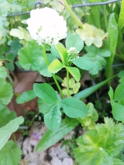 Trifolium nigrescens