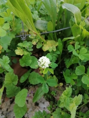 Trifolium nigrescens