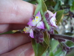 Tradescantia cerinthoides