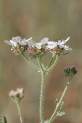 Lisaea strigosa