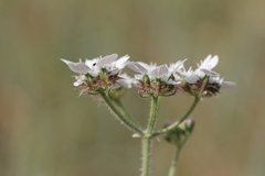 Lisaea strigosa