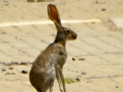 Lepus alleni