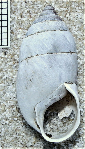 Napaeus baeticatus · iNaturalist