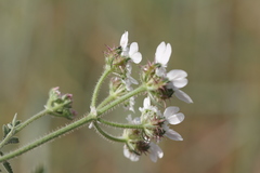 Lisaea strigosa