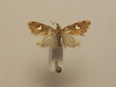 Glaucocharis leucoxantha