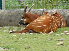 Bongo photo 5