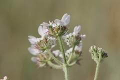 Lisaea strigosa