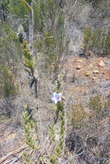 Lobostemon trigonus