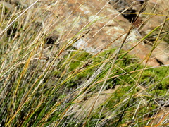 Ficinia compasbergensis