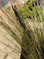 Ficinia compasbergensis