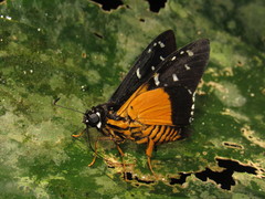 Apyrrothrix maculosa