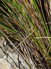 Ficinia compasbergensis