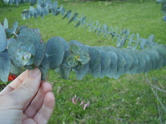 Eucalyptus pulverulenta