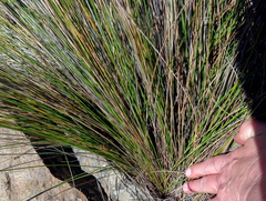 Ficinia compasbergensis