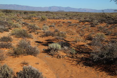 Manochlamys albicans