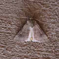 Eucoptocnemis fimbriaris