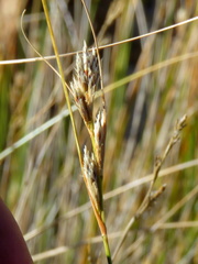 Ficinia compasbergensis