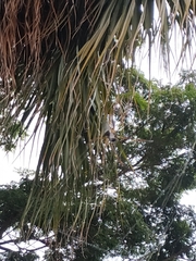 Trichonephila clavipes