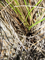 Ficinia compasbergensis