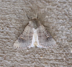 Eucoptocnemis fimbriaris