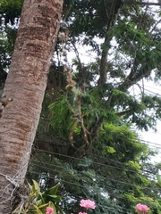 Trichonephila clavipes