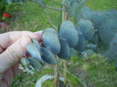 Eucalyptus pulverulenta