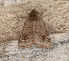 Eucoptocnemis fimbriaris