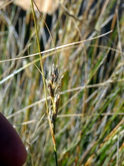 Ficinia compasbergensis