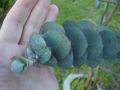 Eucalyptus pulverulenta