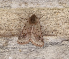 Eucoptocnemis fimbriaris